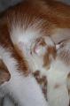 kittens 020